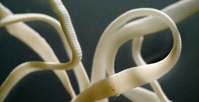 ploščati parazit iz človeškega telesa